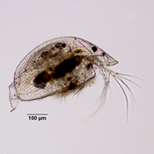 Graptoleberis testudinaria