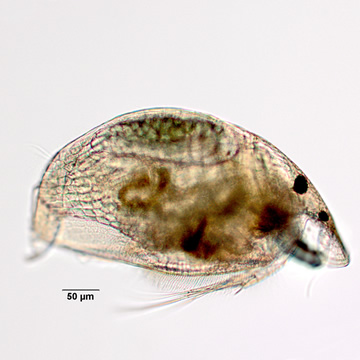 Graptoleberis testudinaria