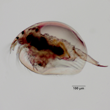 Kurzia latissima