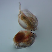 Kurzia latissima