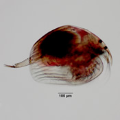 Kurzia latissima