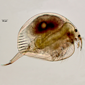 Kurzia latissima