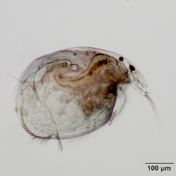 Leydigia sp