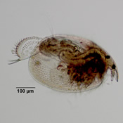 Leydigia sp