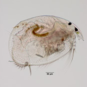 Leydigia sp