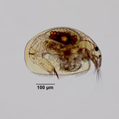 Oxyurella brevicaudis