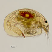 Oxyurella brevicaudis