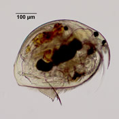 Pleuroxus denticulatus
