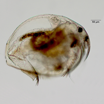 Pleuroxus denticulatus