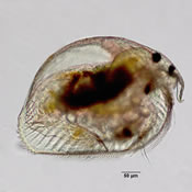 Pleuroxus procurvus