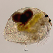 Pleuroxus procurvus