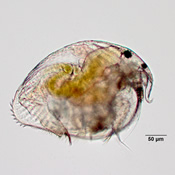 Pleuroxus procurvus