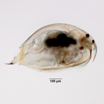 Pleuroxus straminius