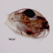 Pleuroxus straminius