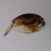Pleuroxus striatus