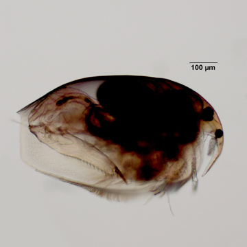 Pleuroxus striatus