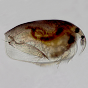 Pleuroxus striatus
