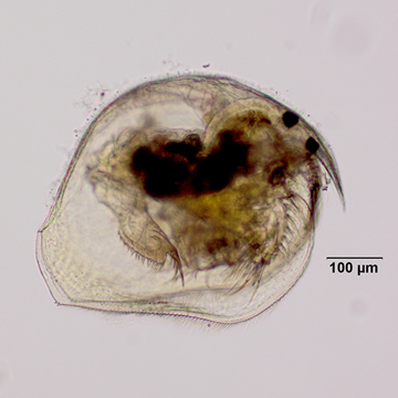 Pleuroxus trigonellus