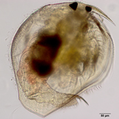 Pleuroxus trigonellus