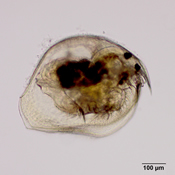 Pleuroxus trigonellus