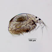 Rhynchotalona falcata