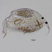 Rhynchotalona falcata