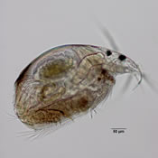 Rhynchotalona falcata