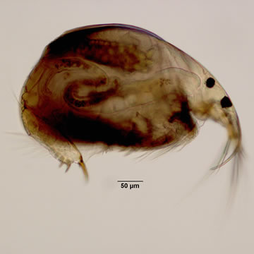 Rhynchotalona falcata