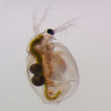 Ceriodaphnia dubia