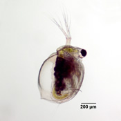 Ceriodaphnia dubia