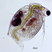 Ceriodaphnia dubia