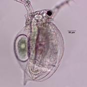 Ceriodaphnia lacustris