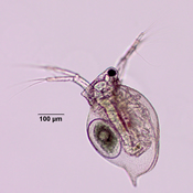 Ceriodaphnia lacustris