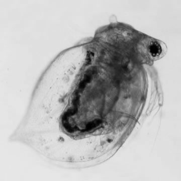 Ceriodaphnia lacustris
