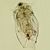 Ceriodaphnia lacustris