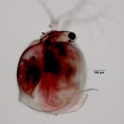Ceriodaphnia laticaudata