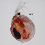 Ceriodaphnia laticaudata