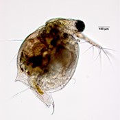 Ceriodaphnia reticulata