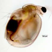 Ceriodaphnia reticulata