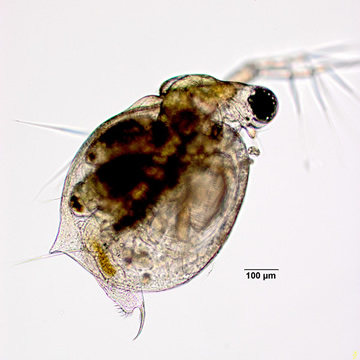 Ceriodaphnia reticulata