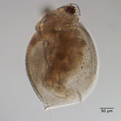 Ceriodaphnia rigaudi