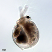 Ceriodaphnia rigaudi