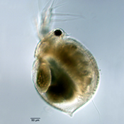 Ceriodaphnia rigaudi
