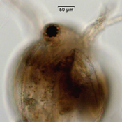 Ceriodaphnia rigaudi