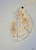 Daphnia ambigua