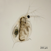 Daphnia ambigua