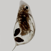 Daphnia dubia