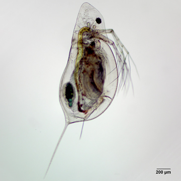 Daphnia dubia