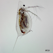 Daphnia dubia