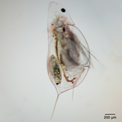 Daphnia dubia